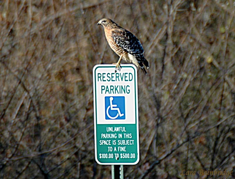 Reserved perching!