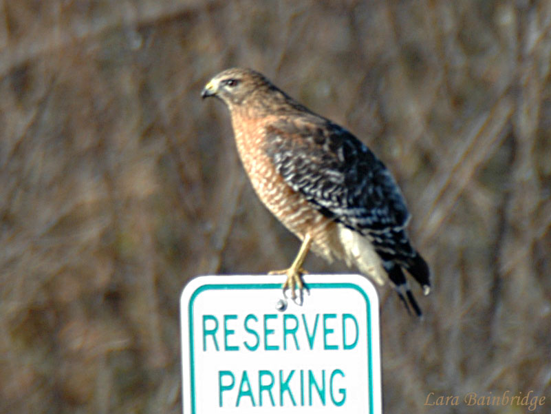 Reserved perching.