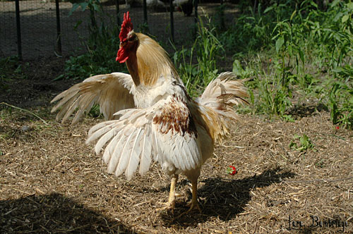 Tall blond rooster, flapping his wings