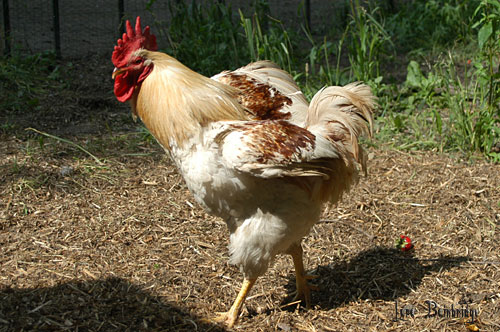 Tall blond rooster, fluffing his feathers.