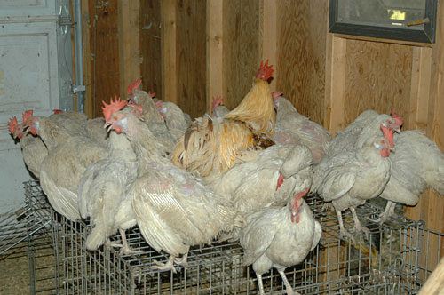 Tall blond rooster, bathing in girlfriends!