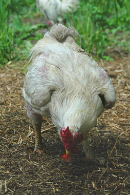 A gentle broiler rooster, who was wont to follow the photographer around. And who was rewarded with strawberries every time!