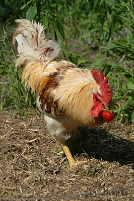 Tall blond rooster, recovering from all that fluffing and flapping with a nice plump strawberry.