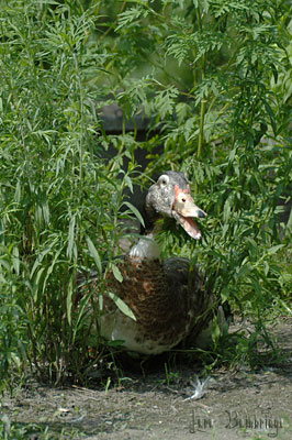 Bushquacking