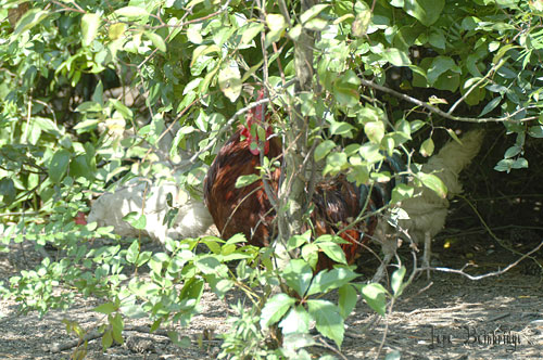 Chickies in the bushes.