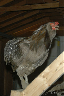 Big, gray rooster.