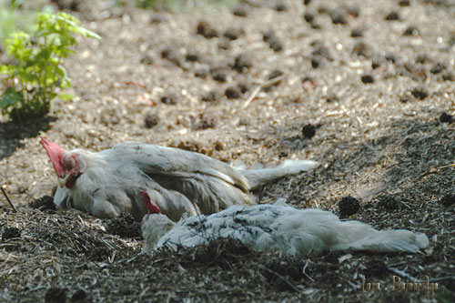 Two egg layers hens have a good dirt bath!
