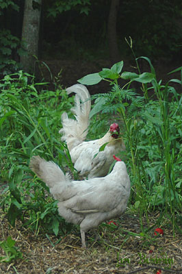 Roosters and hens, conferring in the weeds.