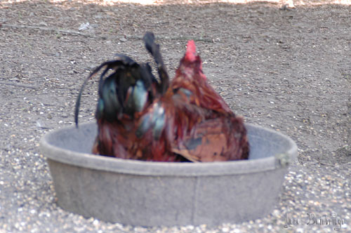 Chicken in a dish.