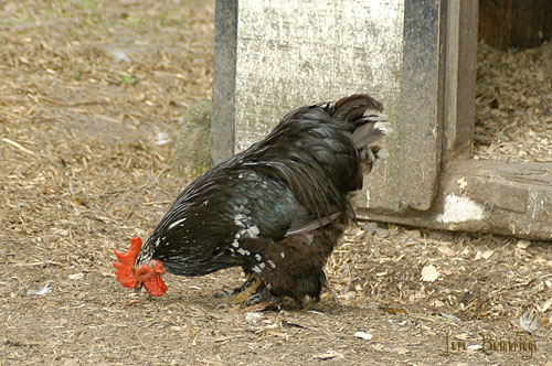 Another fluffy little rooster, posing in his feather pants.