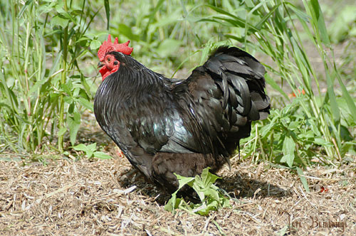 A fluffy little cochin chicken.