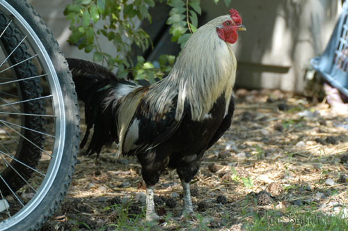 Fauna, the dapper rooster guards the bicycle?!?