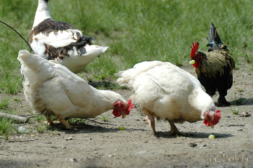 Broiler breeder hens enjoy some grapes!