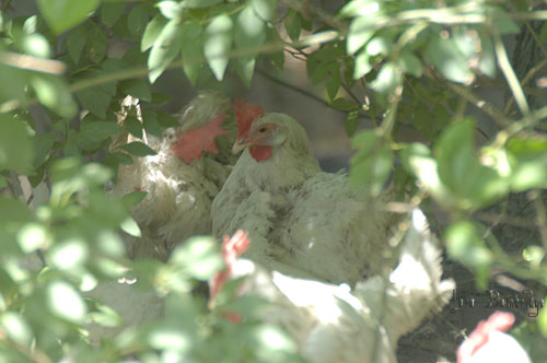 Ladies, daydreaming in the bushes.