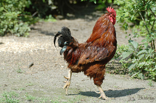 Another red-headed rooster, this out for a strut!