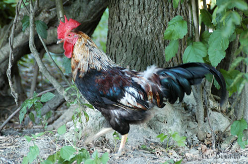 A tortie rooster prancing through the woods.