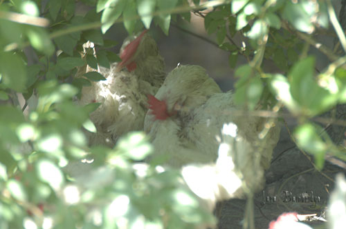 Ladies, preening in the bushes.