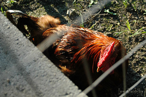 Red rooster, roosting near the photographer.