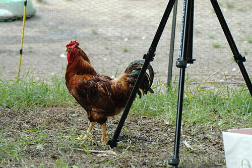 Red Rooster hasn't left the tripod yet!