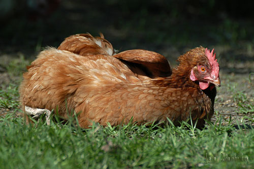 Redheaded hen, sunbathing.
