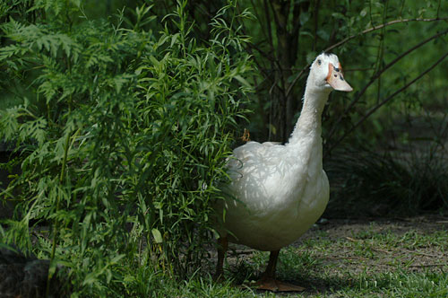 A duck, skulking in the bushes.