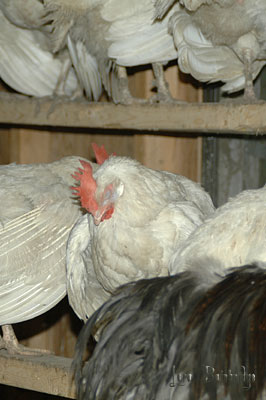 Ladies snoozing in the coop.