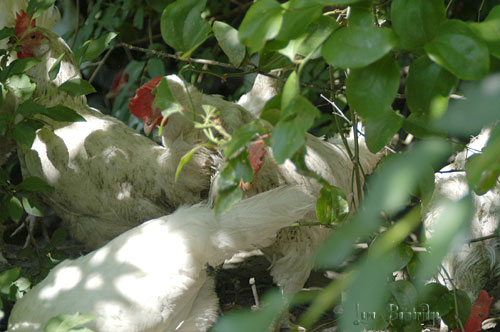 Ladies, sleeping in the bushes.
