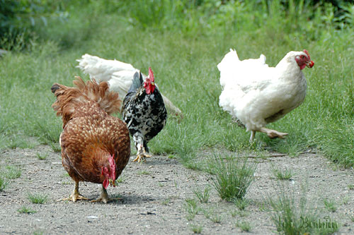 Everybody strolling round the yard.