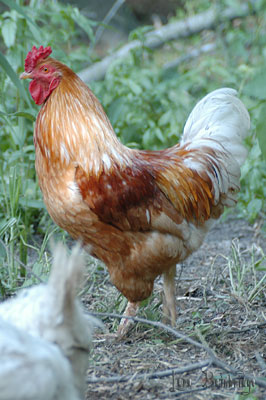 Tall, blond rooster