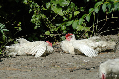 Two hens taking a sun bath.