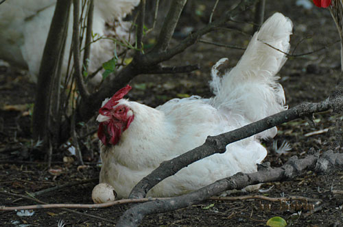 A broiler hen looks after her egg.
