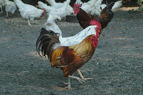 The Gentlemen, two elderly rooster who pass their days together.