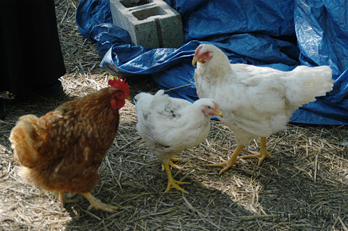 A new girl arrives, welcomed by Fanny and Ivy!