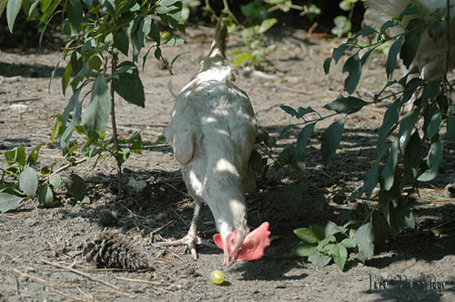 Egg layer hen, got her grape!