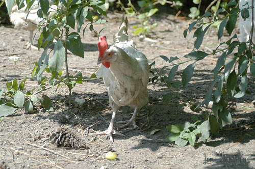 Egg layer hen, stalking a grape ...