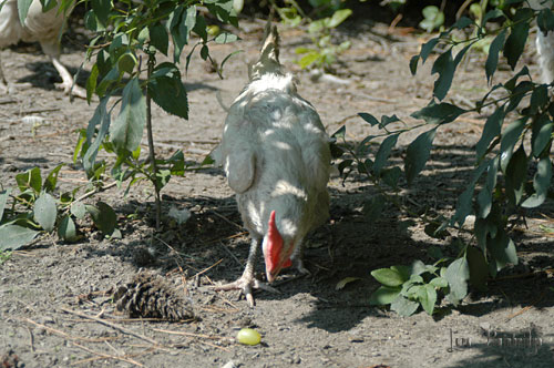 Egg layer hen, closing in on her grape ...