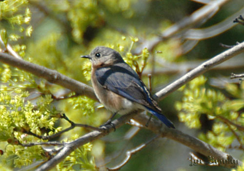 Lovely Lady Bluebird, posing amidst the buds.