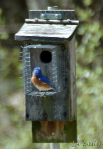 Bluebird, sitting on his porch. With, possibly, his wife hollering at him from indoors.