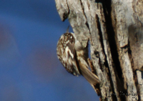 Brown Creeper, creeping.