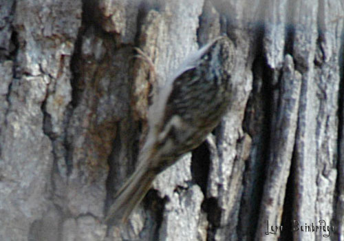 Brown Creeper, creeping again.