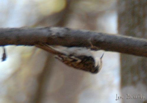 Brown Creeper, seriously creeping!