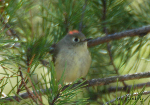 Ruby-Crowned Kinglet!