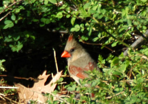 Lady Cardinal in her boudoir.