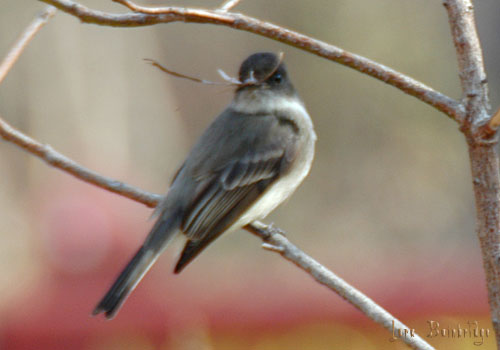 Busy little mama Phoebe, gathering nesting material!