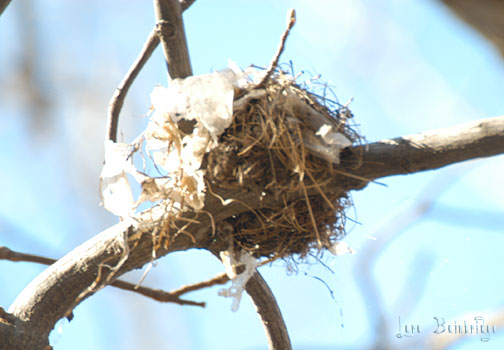 A nest, with plastic woven in. Hmmm.