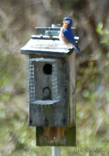 Lord of the Bluebird Castle