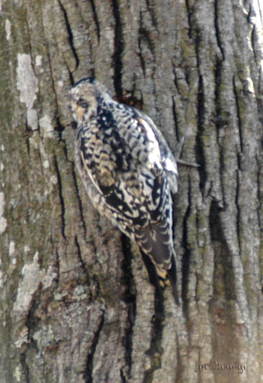 I finally got one! A Yellow-Bellied Sapsucker!!