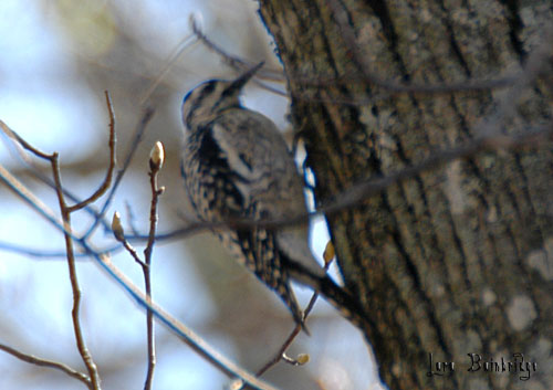 Sapsucker Tummy