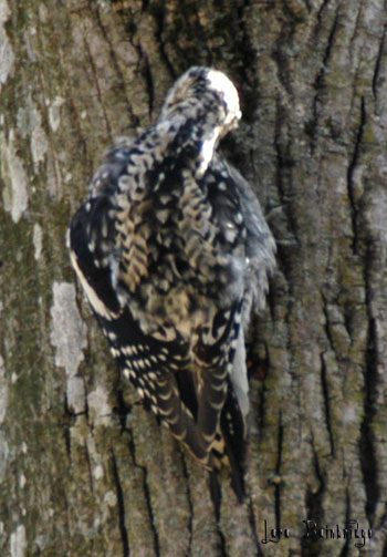 Preening Sapsucker