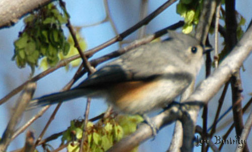 Pink-Tushed Titmouse